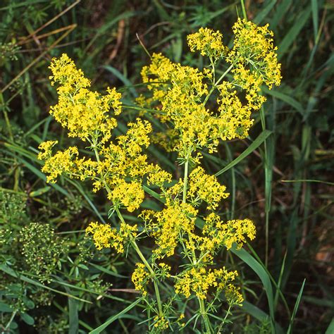 Labkraut - Echtes Labkraut – Galium verum L. - Arzneipflanzen-Lexikon