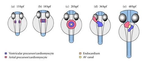 Image result for Zebrafish Embryo Development Heart