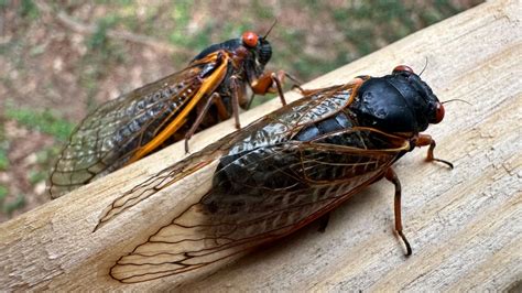 Image result for Alien Overlords 2018