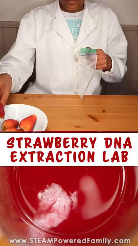 Extracting Strawberry DNA Lab 的图像结果
