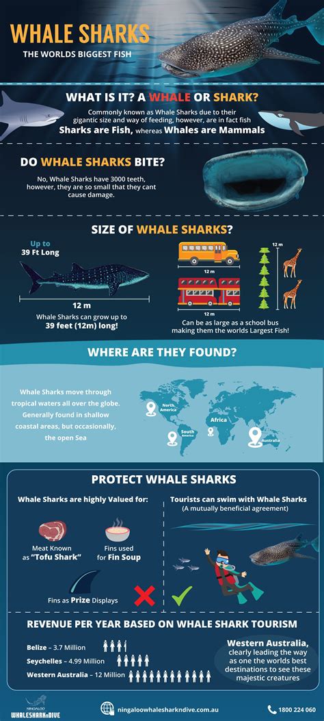 Whale Shark Facts Whale Shark Fast Facts Whale Sharks Exmouth