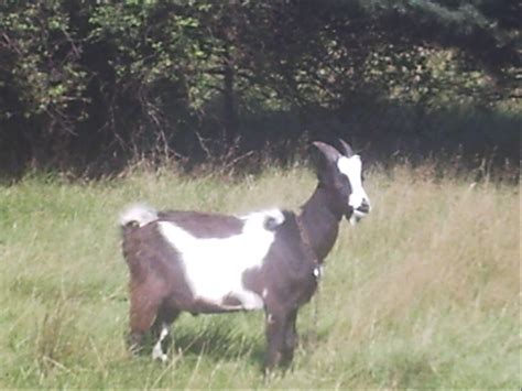 Sonstige Nutztiere Kleinanzeigen