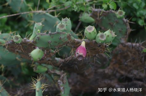火龙果是仙人掌的果实吗，两种属性绝然不同的植物 —【发财农业网】