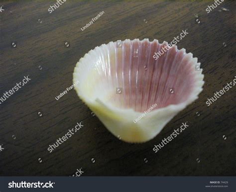Image result for Shell Inside