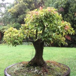 Pruning Bonsai Maple Trees | Bonsaiplace