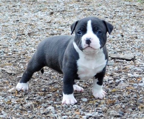 American Bully Puppies For Sale | Chattanooga, TN #193498