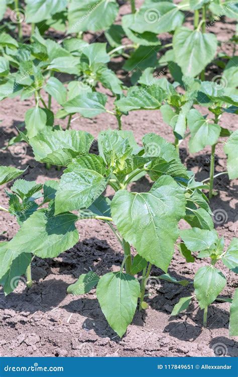 Young Green Sunflower Plants. Field Young Sunflower Stock Image - Image ...