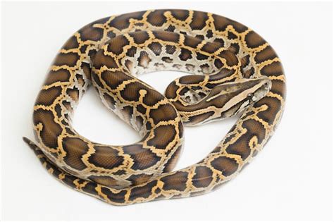 Image result for Black Burmese Python