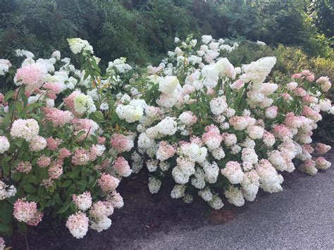 How to Grow Vanilla Strawberry Hydrangea - Dengarden