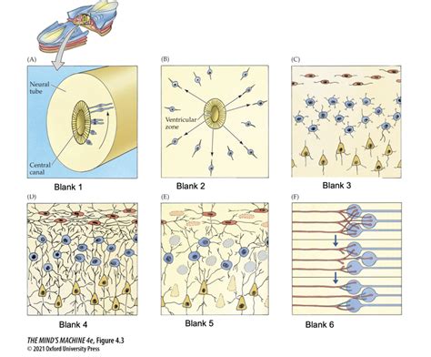 Image result for Neural Development