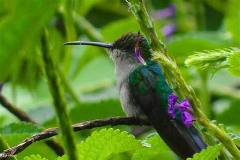 Manu Biosphere Reserve Tour 6 Days - Klook India