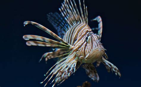 Image result for Terrifying Deep Sea Fish