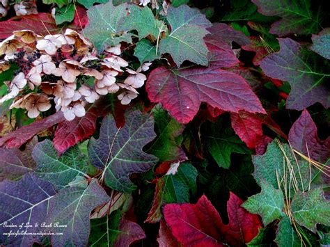 Plants To Consider | Shade plants, Oakleaf hydrangea, Blooming plants