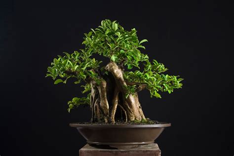What is a Bonsai & What do you need to start? – SURUP BONSAI