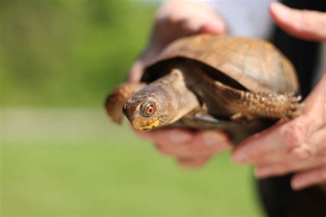 What to do when you find an injured animal, Mill Mountain Discovery ...