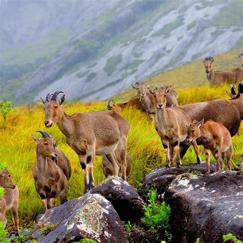 Welcome to SUNRISE MUNNAR Resort | Anachal