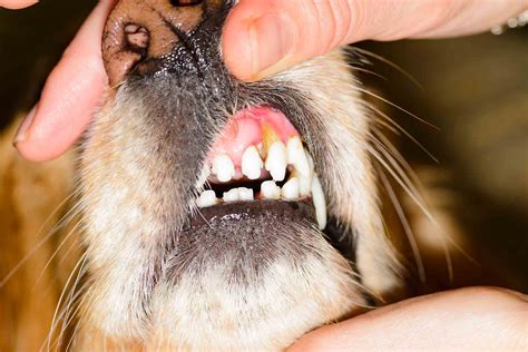 Die vier Stadien der Pet Dental Disease / Lone Tree Veterinary Medical Center | Yakaranda