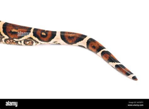 Image result for Wild Python Tail