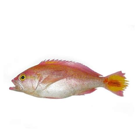 Buy Mangalore Fish Shop Fish - Shankara/ Pink Perch 1 Kg (Fry cut ...