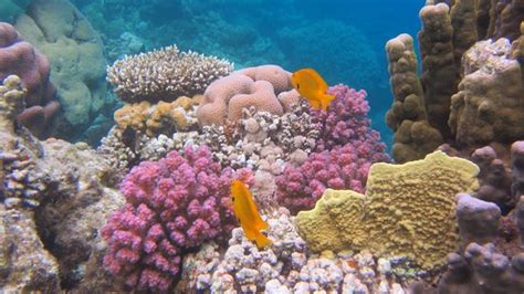 DEEP BLUE DIVERS DAHAB - 2022 What to Know Before You Go