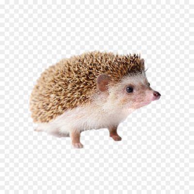 Hedgehogs PNG Pic Background - Pngsource