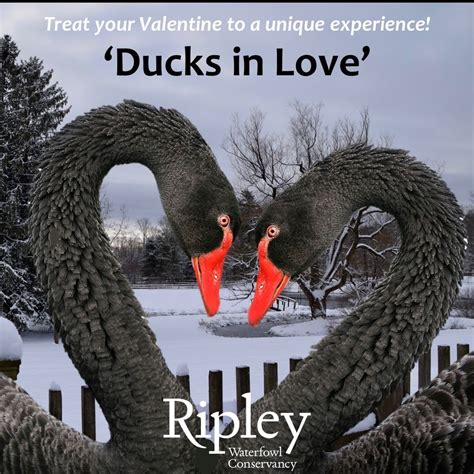 Ducks In Love (Private Tours) - Sunday Event, Ripley Waterfowl ...