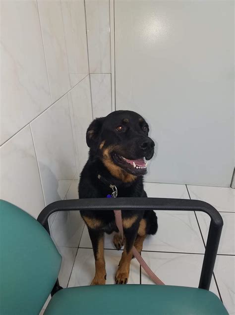 Anybody know where her long hair comes from? Shes full and about 3-1/2 ...