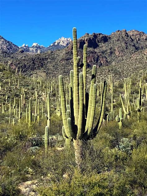 Saguaro National Park Itinerary: Your Ultimate Guide