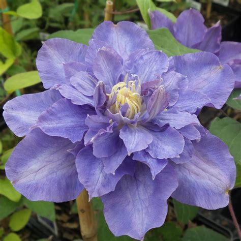Clematis Vyvyan Pennell - Buy Clematis Perennials Online