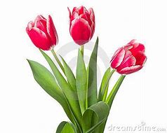 Image result for White Tulips Bouquet