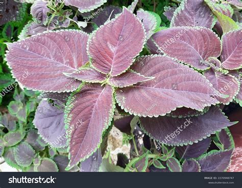 Miana Iler Coleus Atropurpureus Shrubs Whose Stock Photo 2270948747 | Shutterstock