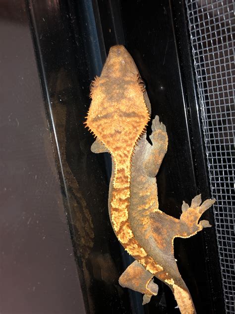 Crested Gecko Morph Identification? - Crested Geckos - MorphMarket ...