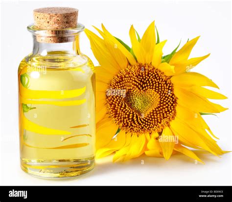 Daisy Sunflower Oil at Ryan Mcgovern blog