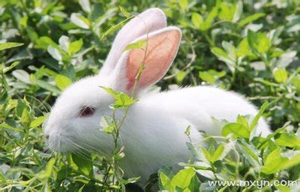 在蓝色背景的勇小新出生的兔子高清图片下载-正版图片507460500-摄图网