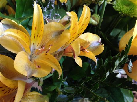 Image result for iPhone 5 Camera Tutorial