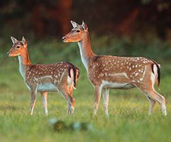 Anna Travel Planners