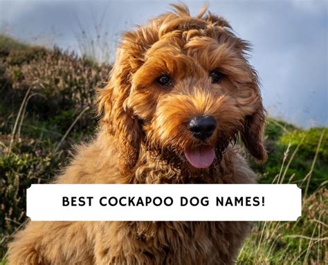 150 Best Cockapoo Dog Names! - We Love Doodles