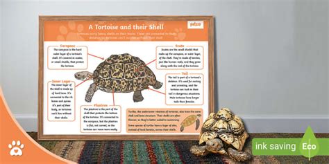 A Tortoise and their Shell - Fact Sheet - Twinkl Pets