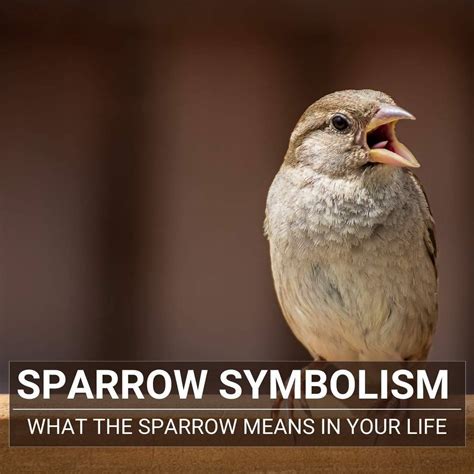Discover Sparrow Symbolism And Its Spiritual Meaning
