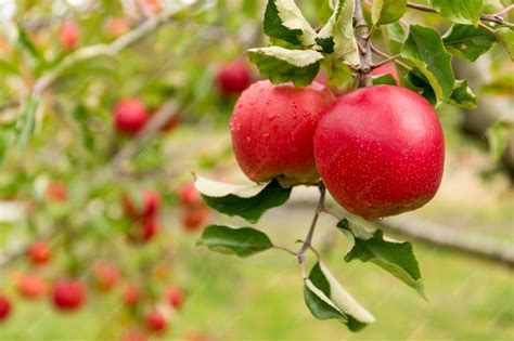 Image result for Small Apple Tree Farm