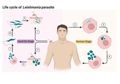 Life cycle of Leishmania parasite | BioRender Science Templates