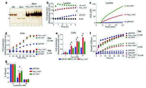 Mycobacterium tuberculosis H2S Functions as a Sink to Modulate Central ...
