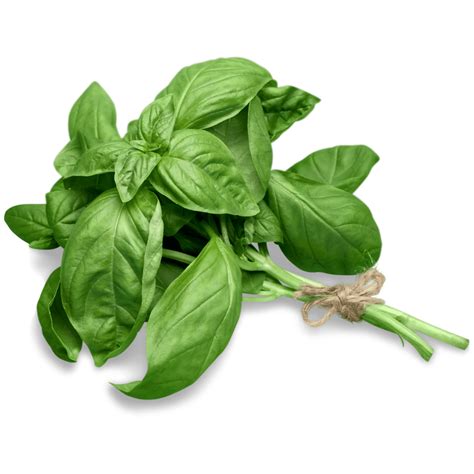 How to Select and Store Fresh Basil - The Produce Moms