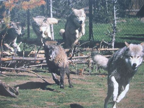 fatkiddown: Wolf Packs Don't Stop....