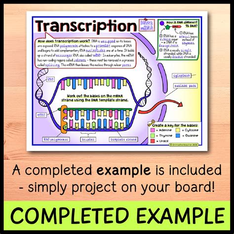 Image result for Protein Synthesis Overview Diagram