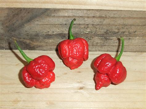 Trinidad Moruga Scorpion Red Chilli Seeds - Scoville Republic