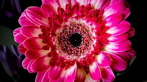 Download wallpaper 2560x1440 gerbera, petals, flower, pink, macro ...