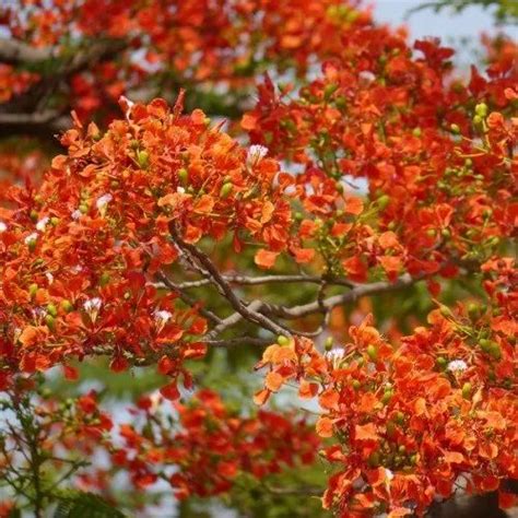 Anand Farm And Nursery, Ahmedabad - Service Provider of Flowering ...