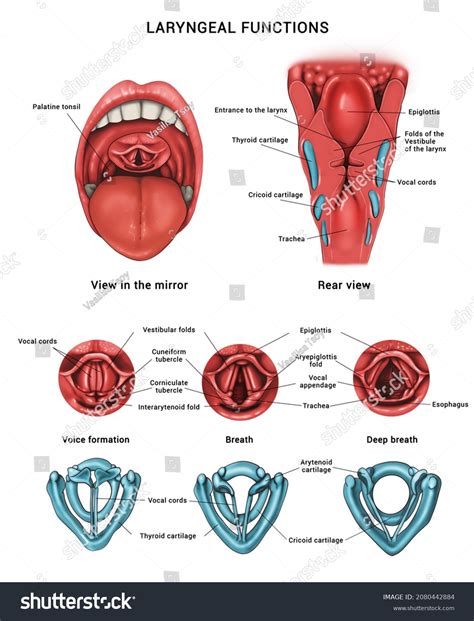 Laryngeal Functions Anatomy Pharynx Larynx Stock Illustration ...