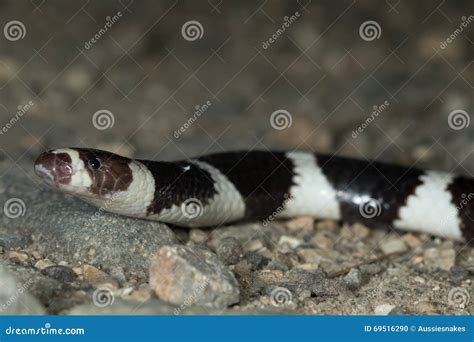 Image result for Australian Python Snake